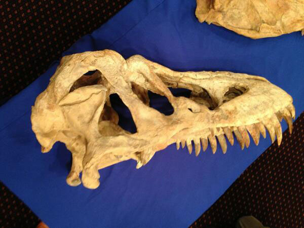 The skull of the Tyrannosaurus bataar being returned to Mongolia is seen on Monday, May 6, 2013. (credit: Steve Sandberg/1010 WINS)