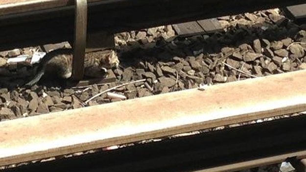 NYC Transit released this photo of a kitten on the B/Q tracks which caused a service disruption. (credit: NYC Transit) 