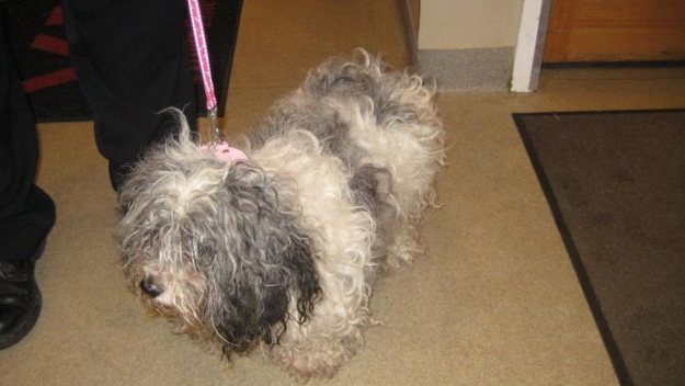 A Maltese-mix authorities say was found in a dumpster in West Islip. (credit: Suffolk County SPCA)