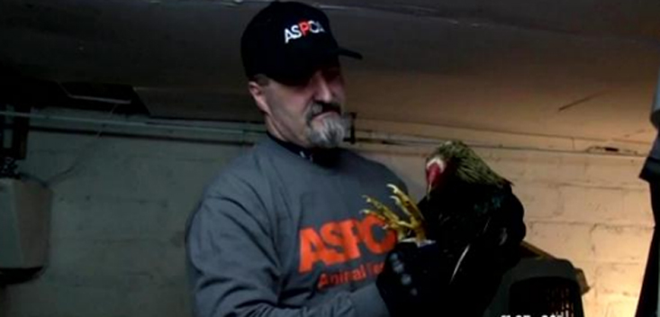 An ASCPA employee recovers a rooster from a cockfighting ring. (Credit CBS 2)
