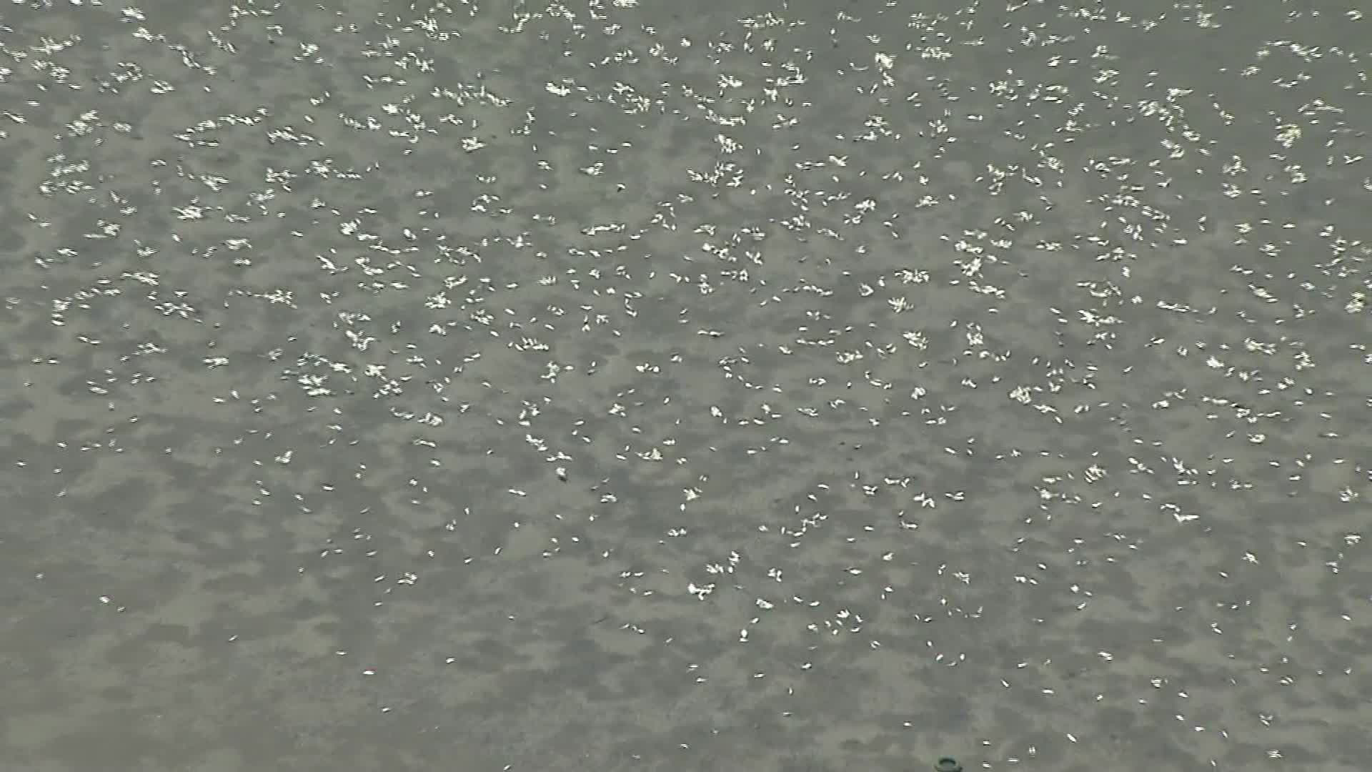 Footage shows scores of dead fish in Belmar, NJ on May 12, 2014. (credit: CBS 2) 