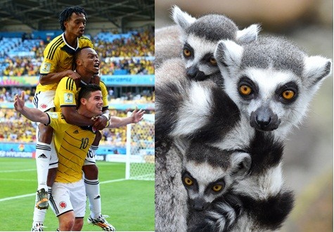 Left James Rodriguez of Colombia (bottom) celebrates scoring his team's third goal with Juan Guillermo Cuadrado (top) and Juan Camilo Zuniga (middle) (Credit: Ian Walton/Getty Images) Right (Credit: Patrick Pleul/Getty Images)