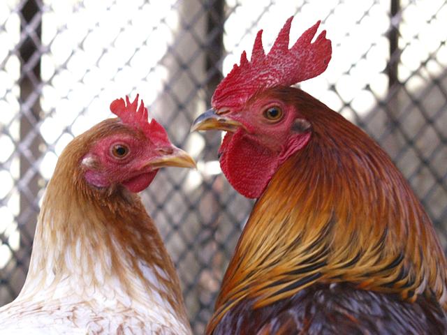 Image result for hens and rooster