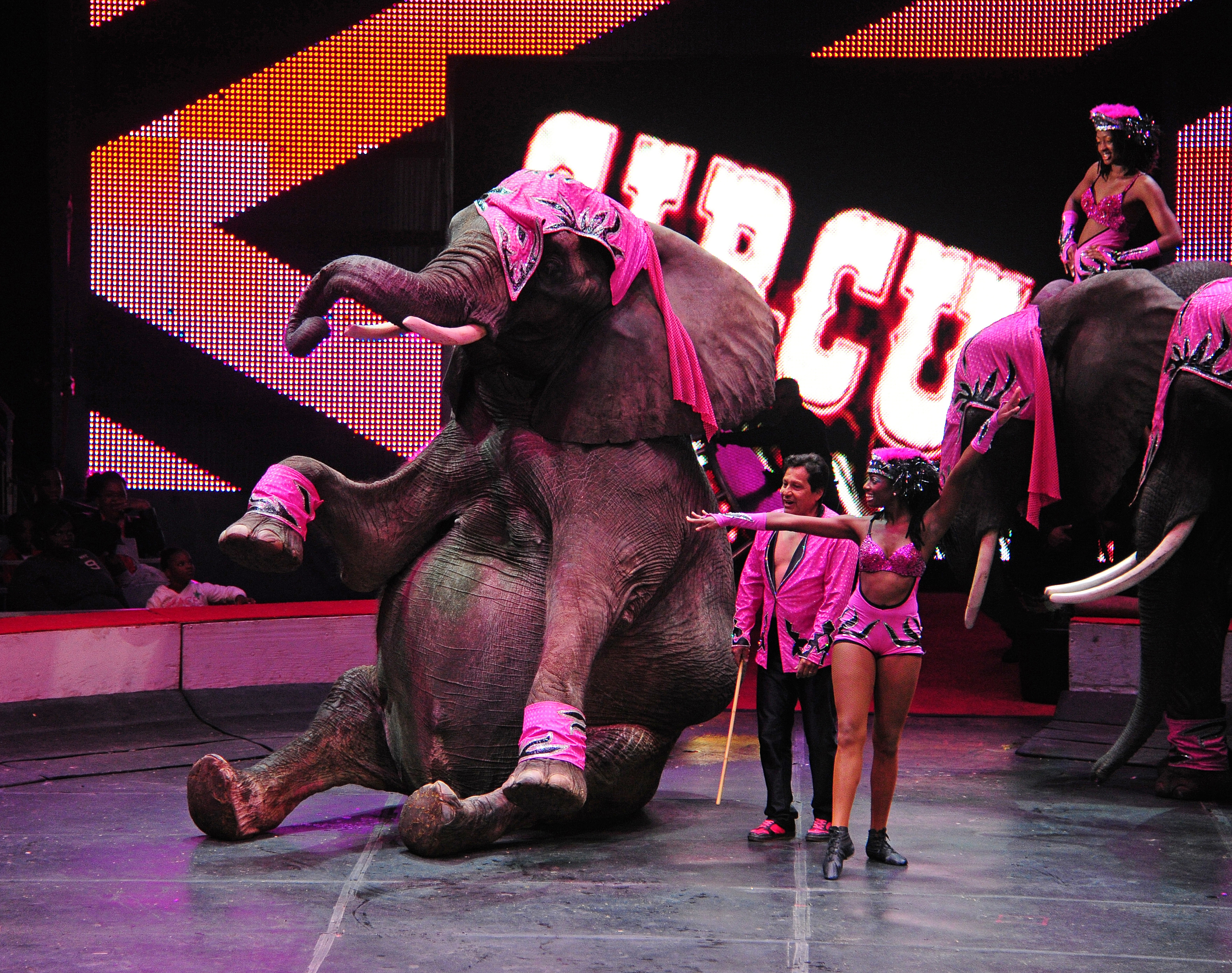 The Circus Is Coming To Town 4 Shows Come To Big Apple In 2013 Cbs New York