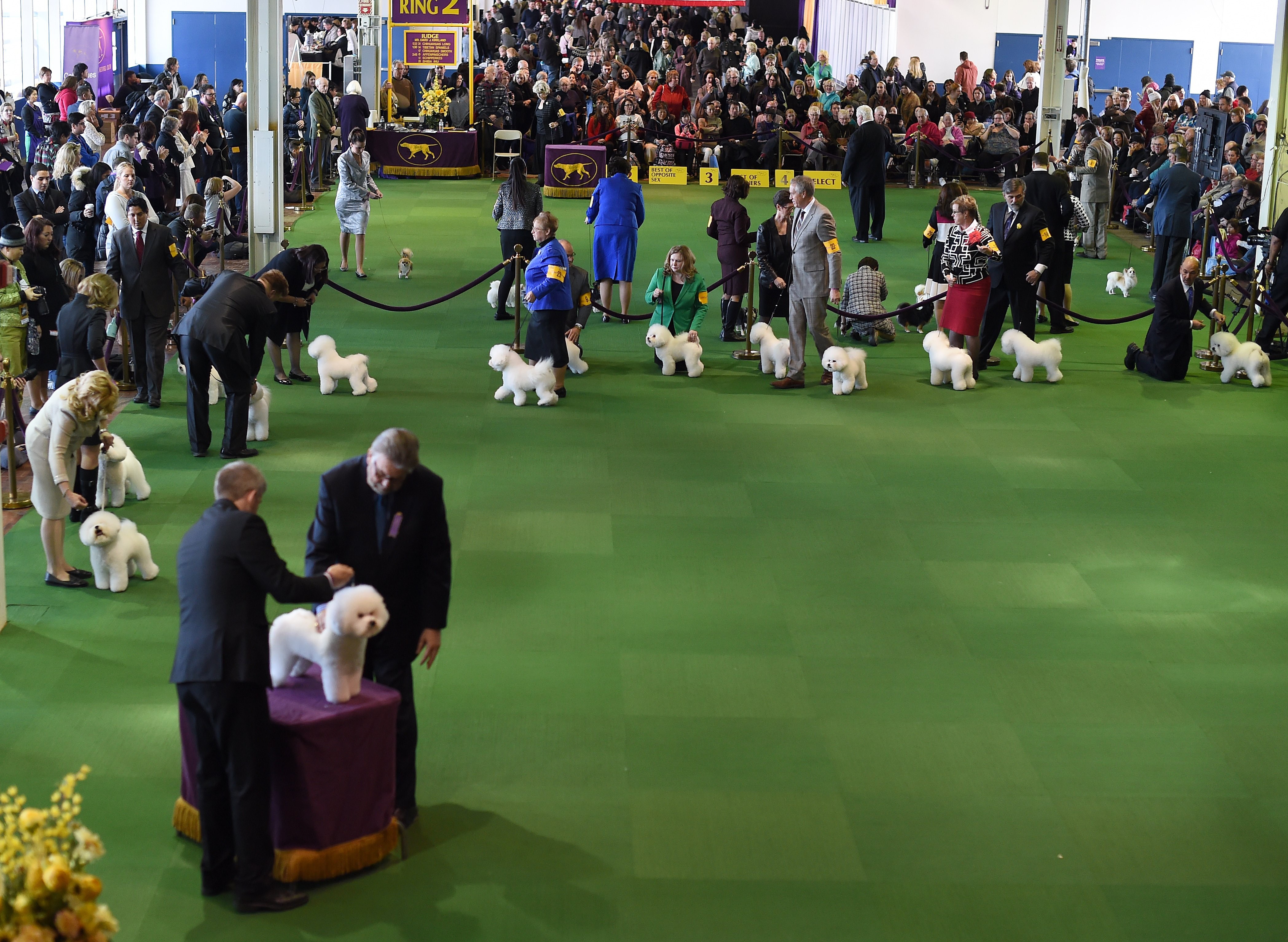 Westminster Kennel Club Dog Show Kicks Off In New York