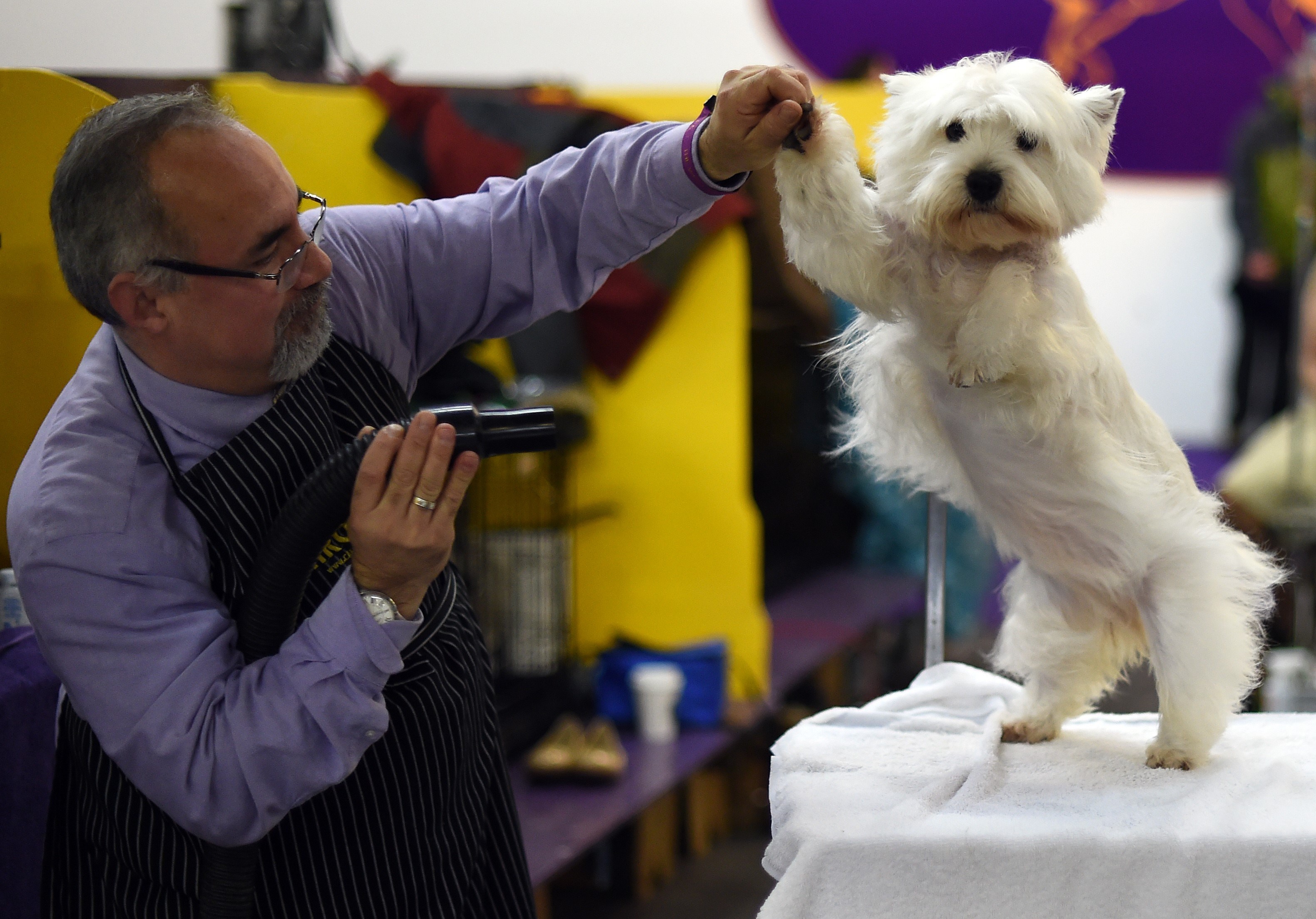 139th Annual Westminster Kennel Club Dog Show CBS New York