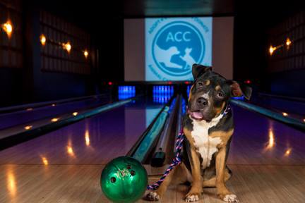 Tokyo the Pit Bull getting ready for Pit Bowl III (Photo Credit: Animal Care Centers of NYC)