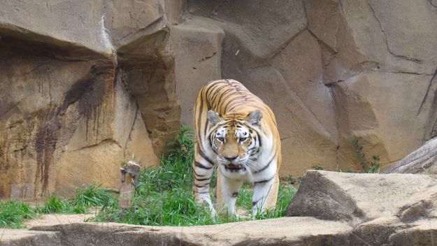 5 Largest Zoos In The United States – CBS New York