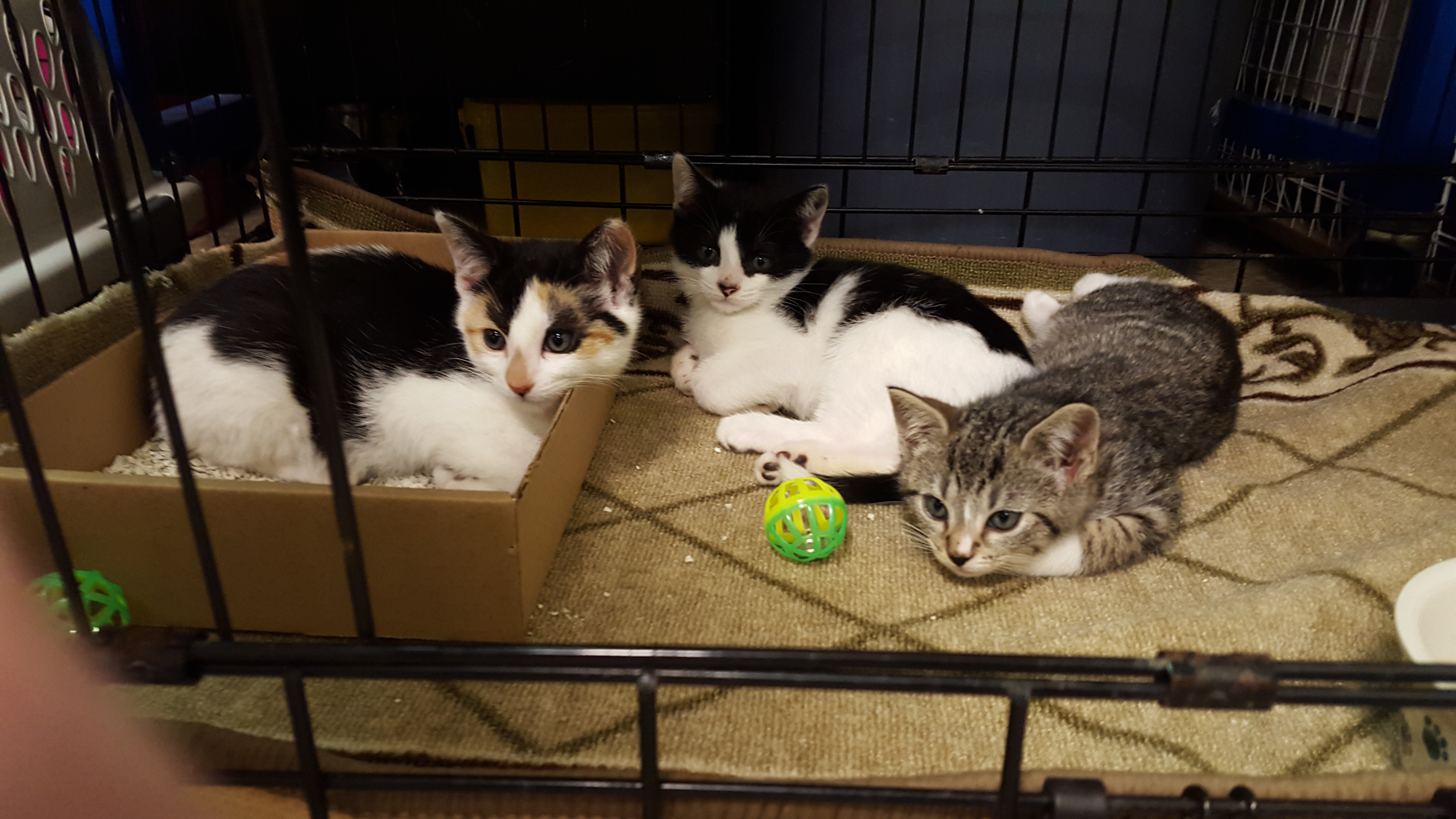 Kitten Season Arrives In Nyc Adopters Fosters Needed Cbs New York
