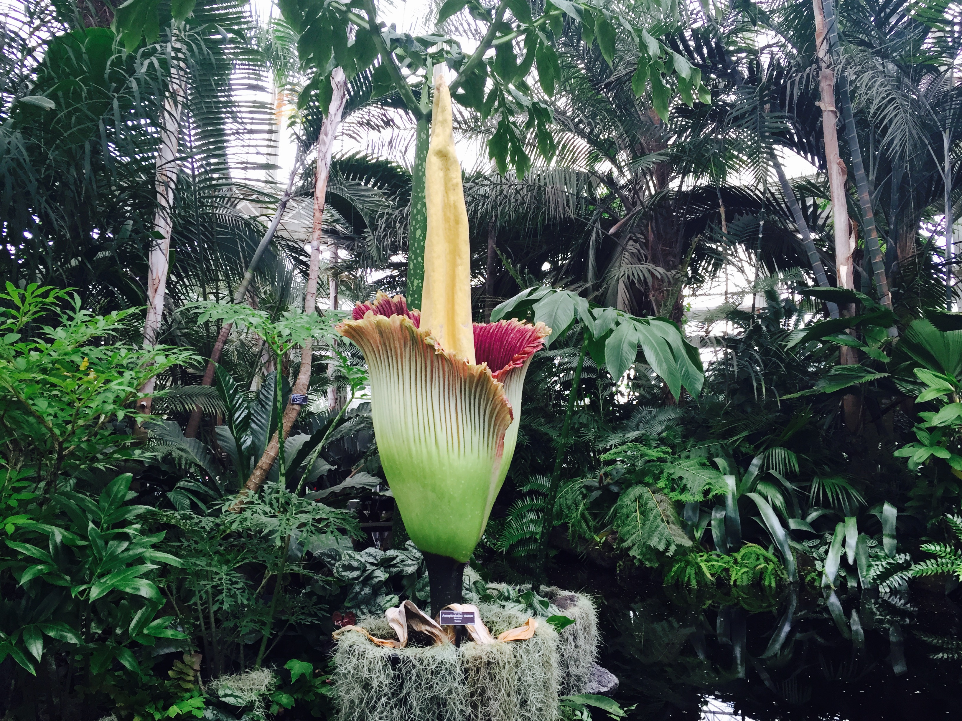 foul-smelling corpse flower blooms at new york botanical garden