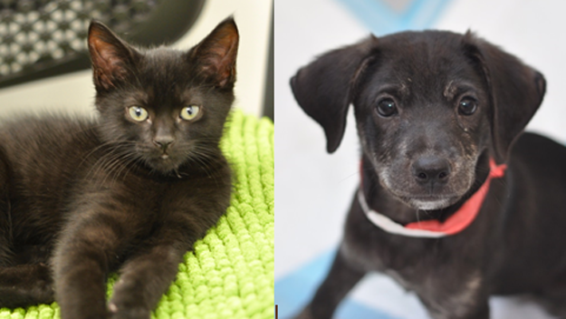 NYC Pet Adoption Guide: Animal Shelters For Dogs And Cats ...