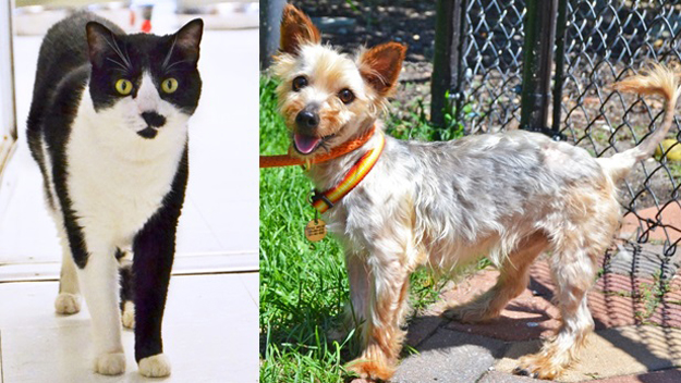 Nyc Pet Adoption Guide Animal Shelters For Dogs And Cats Cbs New York