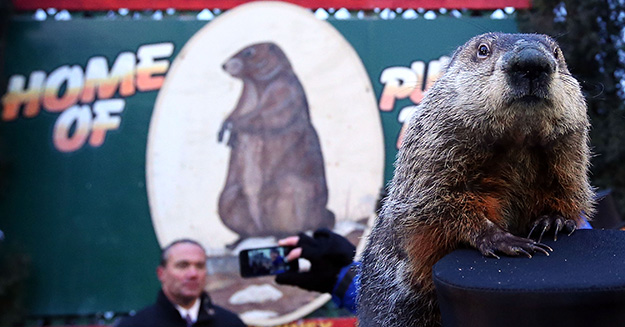 Groundhog Punxsutawney Phil climbs on the top hat of his handler after Phil did not see his shadow and predicting an early spring during the 127th Groundhog Day Celebration at Gobbler's Knob on February 2, 2013 in Punxsutawney, Pennsylvania. (Photo by Alex Wong/Getty Images)