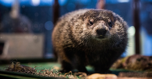 Staten Island Chuck, a groundhog who, according to tradition, looks for his shadow to predict whether or not the region will experience six more weeks of winter or the coming of spring, looks on at the Staten Island Zoo on February 2, 2015 in the Staten Island borough of New York City. (Photo by Andrew Burton/Getty Images)