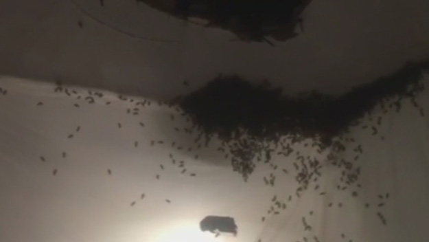 35 000 Bees Found In Ceiling Space Of Brooklyn Apartment Cbs New