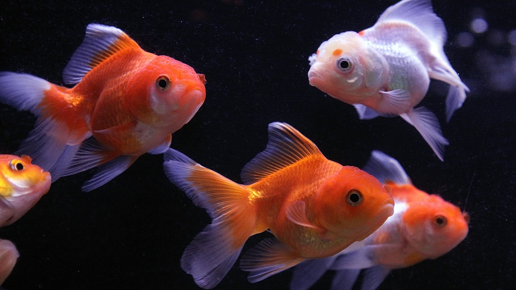 Scientists In Israel Teaching Goldfish To Drive