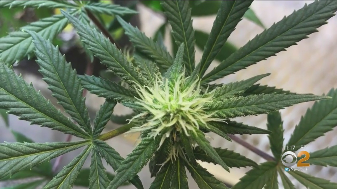 Clases de horticultura sobre la marihuana
