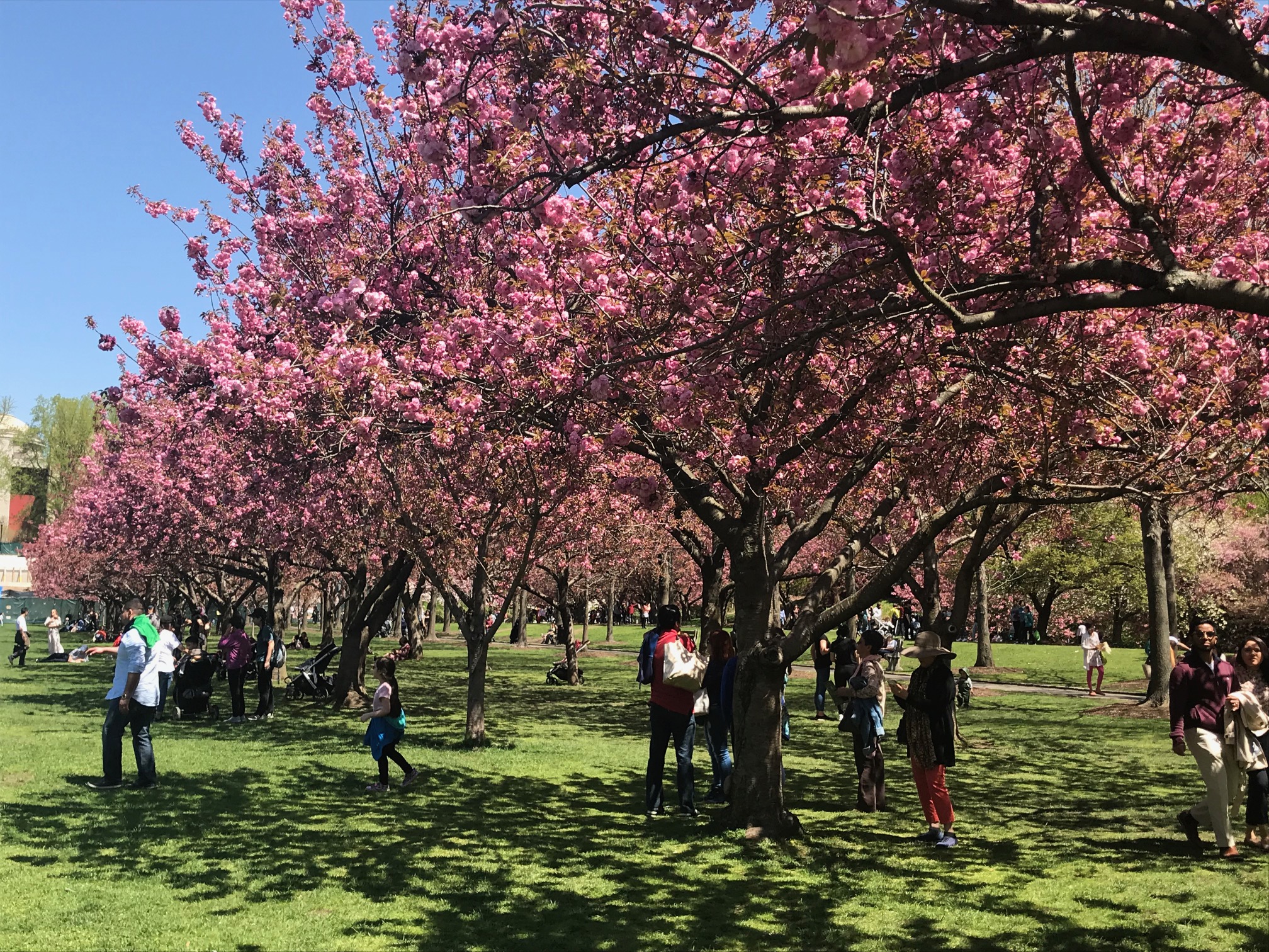 Cherry Blossoms At The Brooklyn Botanic Garden Cbs New York