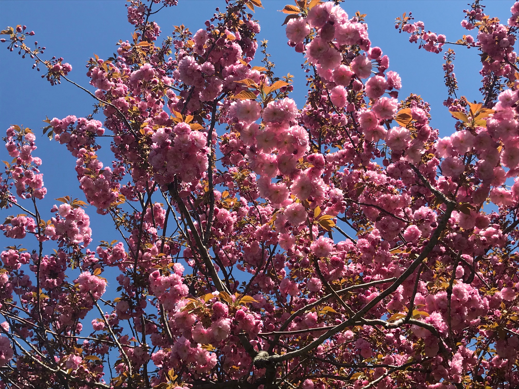 Cherry Blossoms At The Brooklyn Botanic Garden Cbs New York