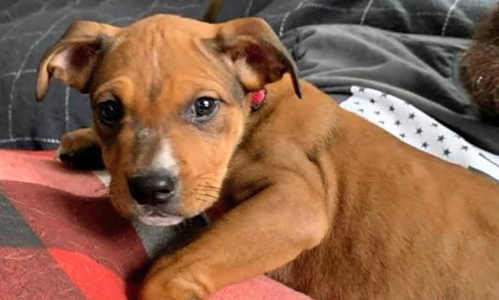 These New York City Based Puppies Are Up For Adoption And In Need