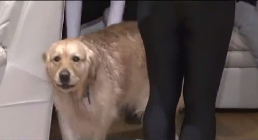 Nassau County First Responders Rescue Canine From Icy Pond – CBS New York