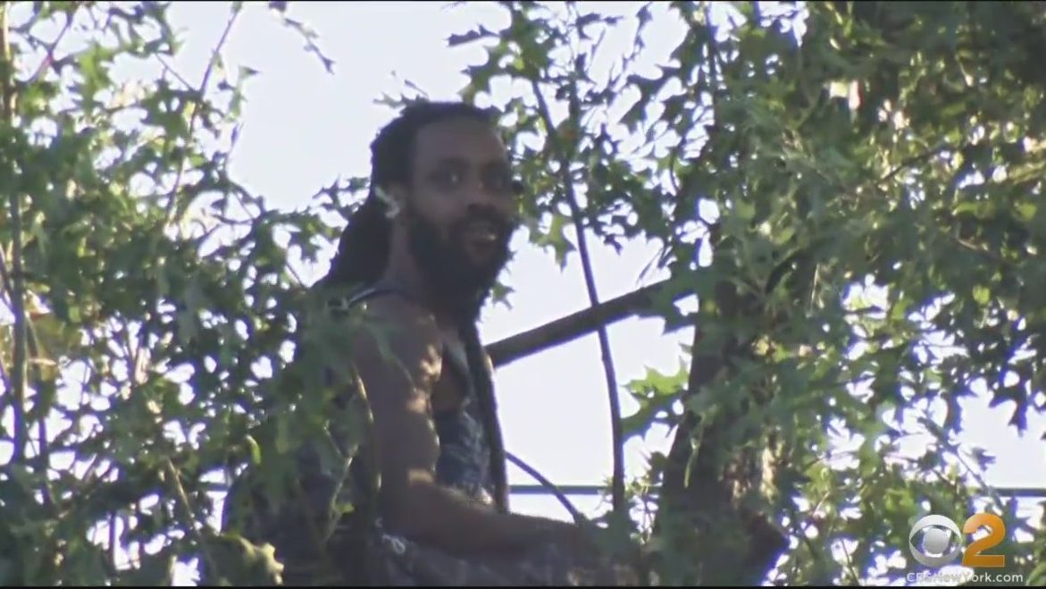 Queens Man Comes Down From Tree After Spending Almost 3 Days Avoiding  Police – CBS New York